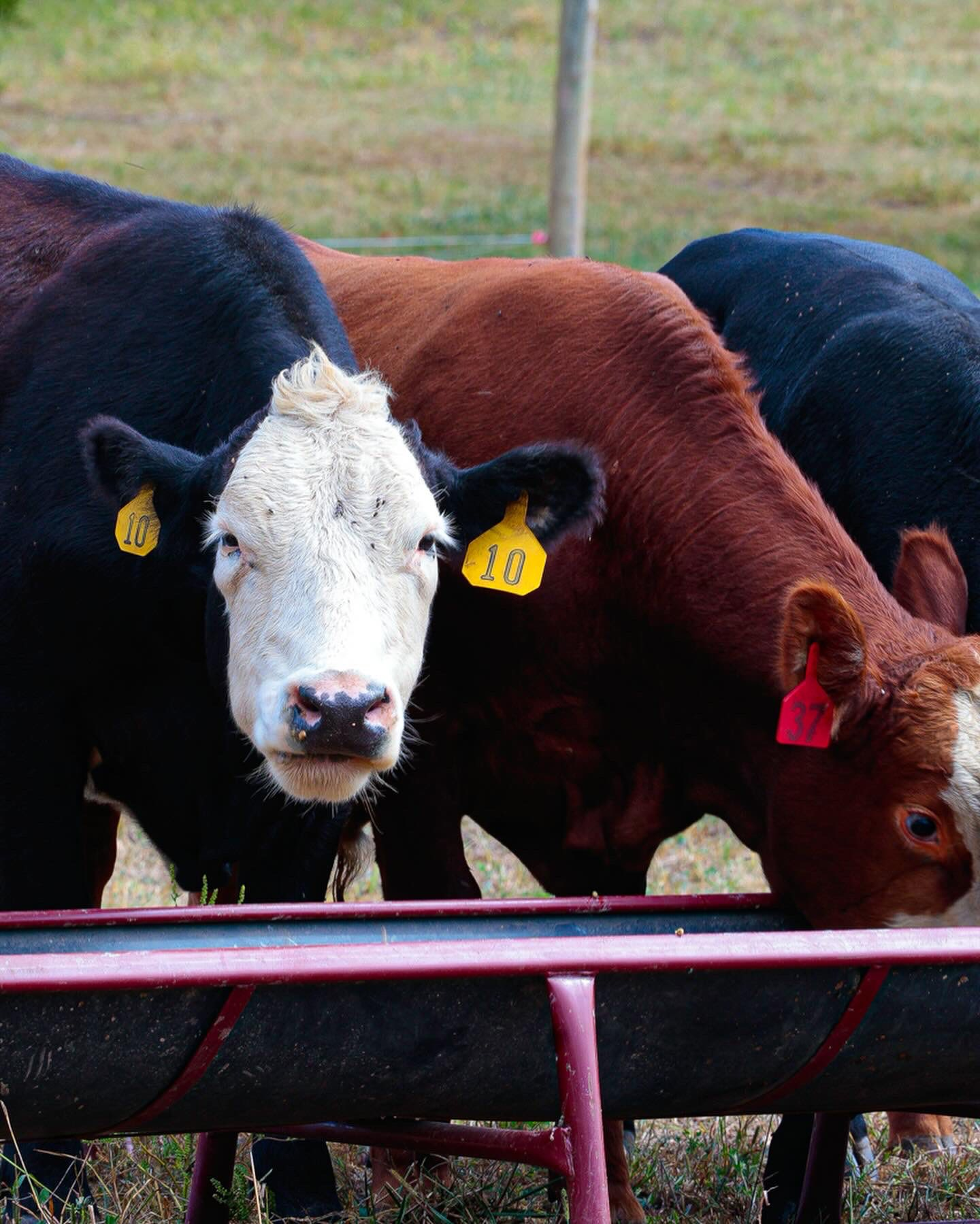 Maxwell's Cattle Co. | Pasture-Raised Beef in Kansas City & Lawrence