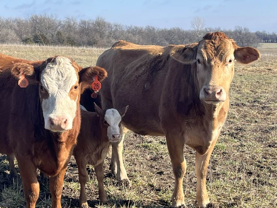 Maxwell's Cattle Co. | Pasture-Raised Beef in Kansas City & Lawrence